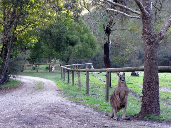 Flora, fauna and a kangaroo may greet you in Australia.