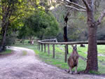 Campervan in Australia encounters kangaroo.