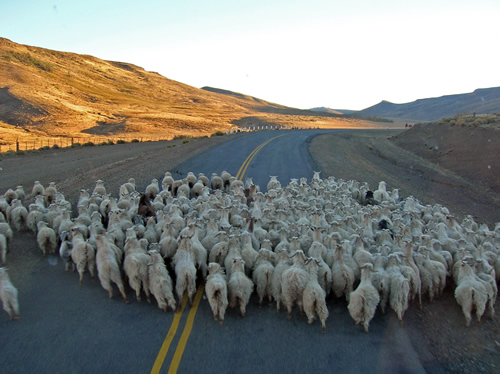 Sheep in the road in South America.