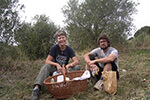 Volunteer work in Italy on an olive farm.