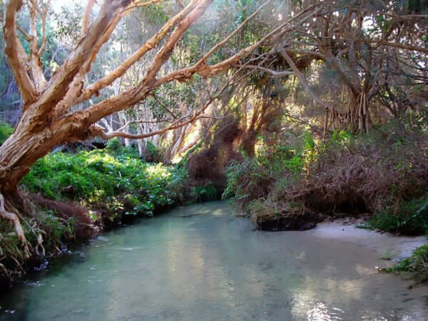 Ely River flows through a tropical forest in Australia.