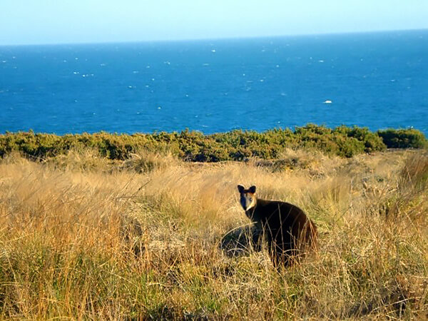 A wallaby staring back from a field in front of the Pacific Ocean in Australia.