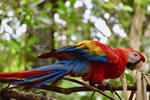 Costa Rican adventures seeing a colorful bird in a tree.