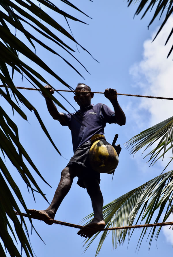 A toddy tapper in action at a coconut plantation