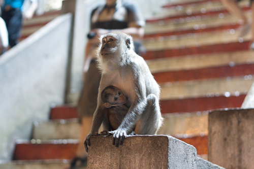 Mother and baby Macaque at Batu Caves.