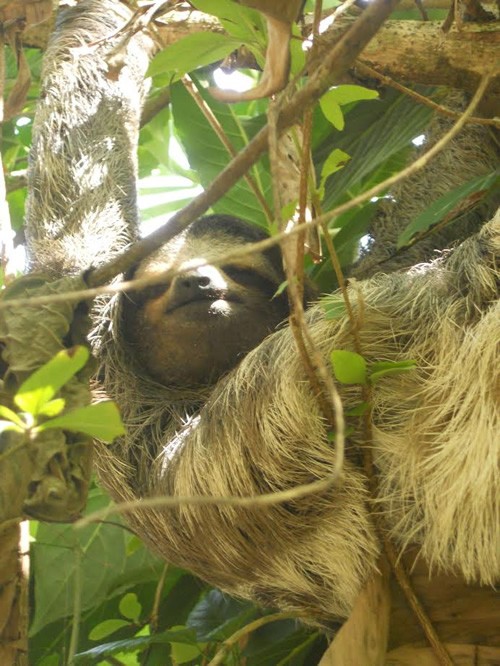 Sloth peeking from a tree in Panama.