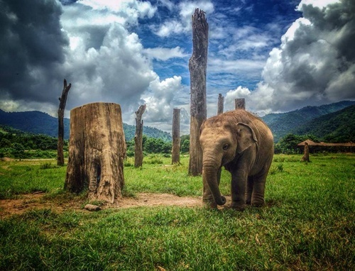 Save the Elephant at Elephant Nature Park.