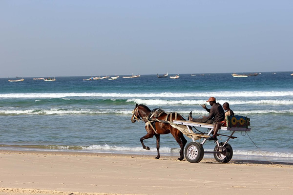 Cart with locals in Senegal pulled by horse along the beach by the sea.