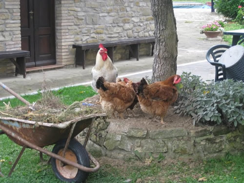 Chickens at La Tovala Marche in Italy.