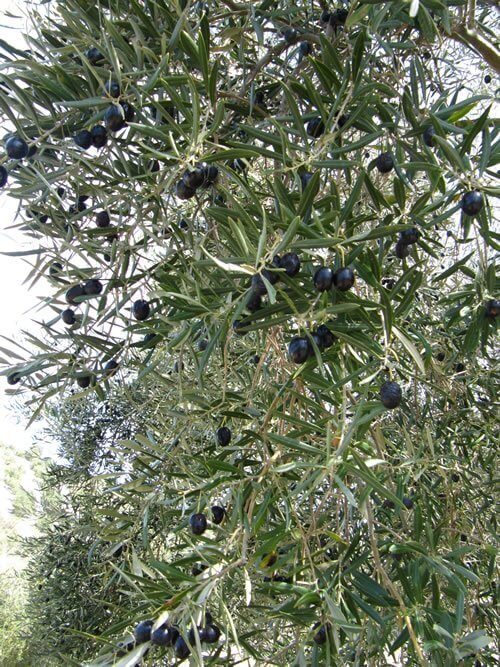 Ripe olives hanging from a  tree at La Finca.