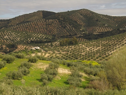 Vistas of olive groves in La Finca, Andalucia.