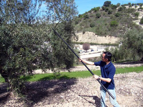 Use olive pole to shake a tree for olives in Andalucía.