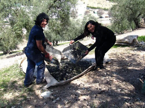 Women raking up and sorting olives shaken from the trees in La Finca, Andalucia.