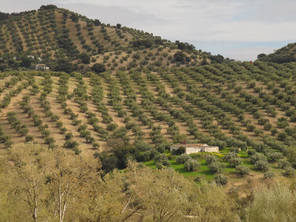 Olive groves cover the region of Andalucia, Spain.