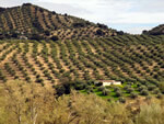 Picking grapes in Andalusia, Spain.
