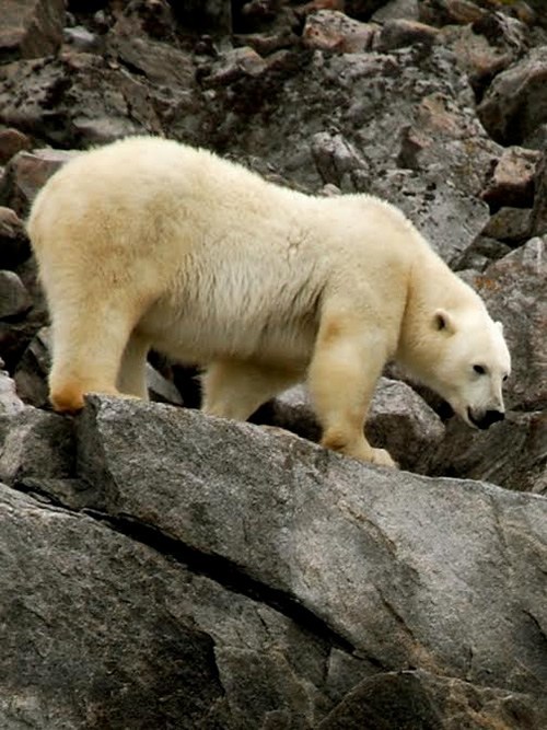 Hungry arctic polar bear on the rocks during summer.