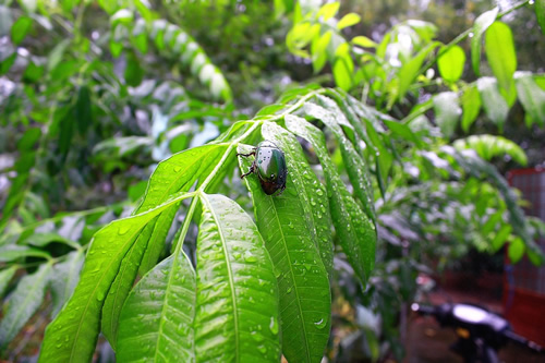 A bug on a tree in an Asian jungle.