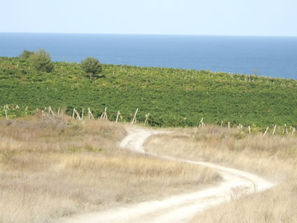 Dirt road on Bulgarian Black Sea coast.