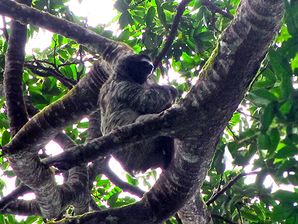 A sloth in a tree in Costa Rica.