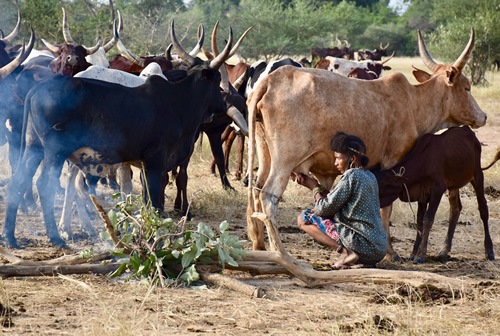 Woman milking cow (zebu).
