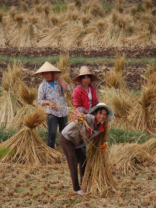 Women working in the fields.