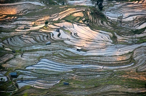 Hani rice terraces flow like waves around Yuanyang.