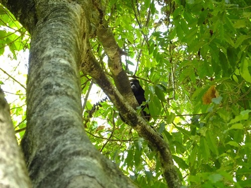 Howler Monkeys in the trees inland in Costa Rica.