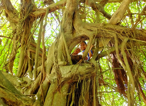 Boys in tree in Costa Rica.