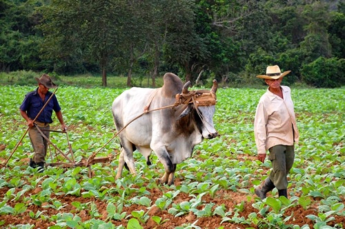 Farmer ploughing the land in Cuba.