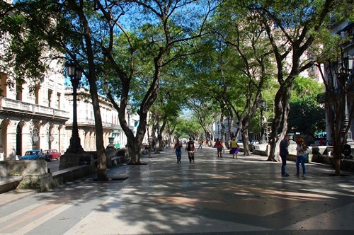 Tree-lined strees in Havana, Cuba.