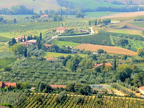Tuscan countryside, with grape vines and olive trees.