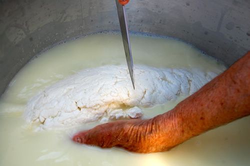 Halloumi curds after the milk has thickened.
