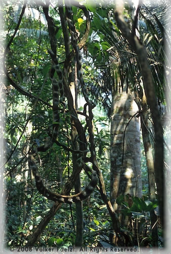 Amazon rain forest.