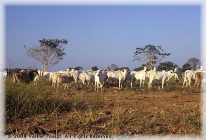 Cattle along the Amazon.