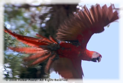 Scarlet Macaws along Amazon.