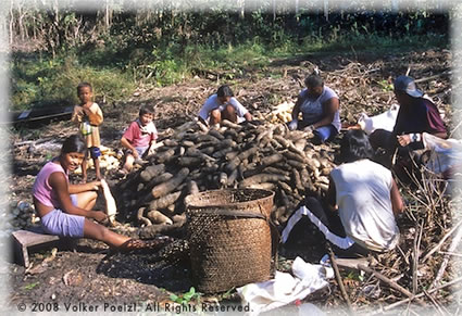 Harvesting and processing the manioc roots.