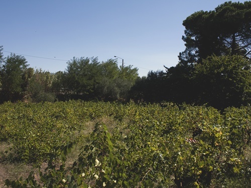 Grape vineyard after it has been harvested in France.