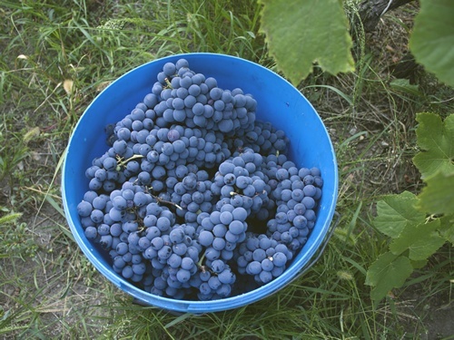 Fresh grapes for wine harvest in France.