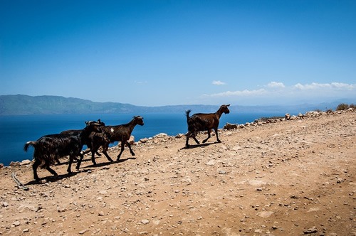 Goats on the island of Crete.