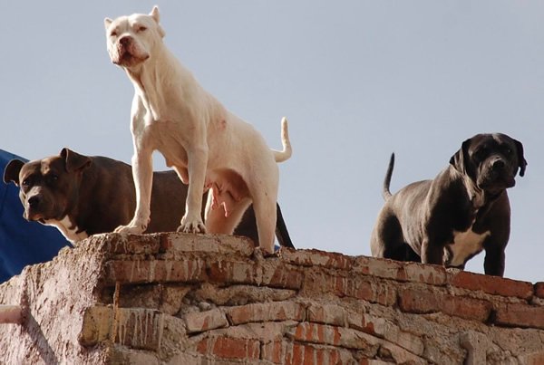 Territorial dogs on a rooftop in Guanajuato.