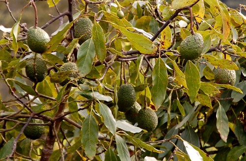 Guatemalan avocado trees with ripe avocados, are everywhere.