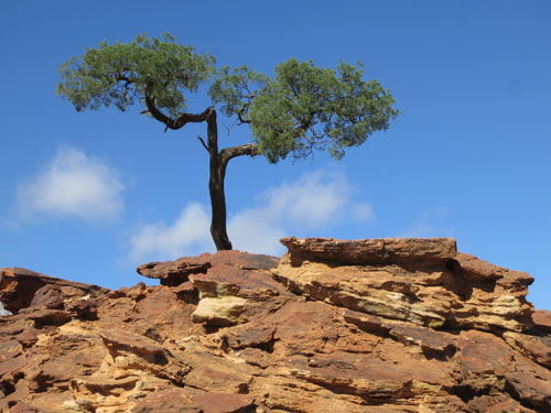 Tree in the Australian Outback near Broken Hill.
