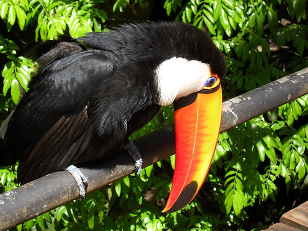 A toucan in the Iguassu park.