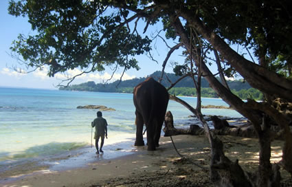 Andaman islands, India, a man and an elephant walking along beach.