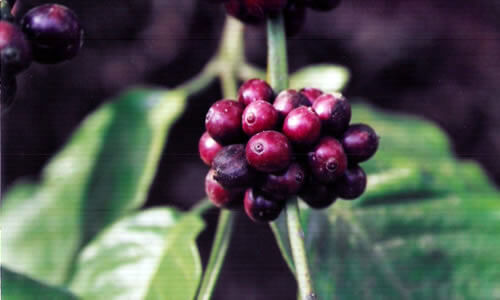 Coffee beans in India.