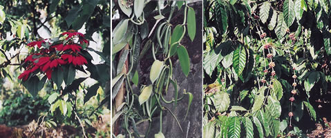 wild poinsettias, vanilla beans, and a coffee bush in India.