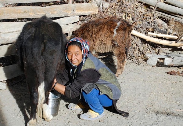 Our host in Skiu village milking goat.