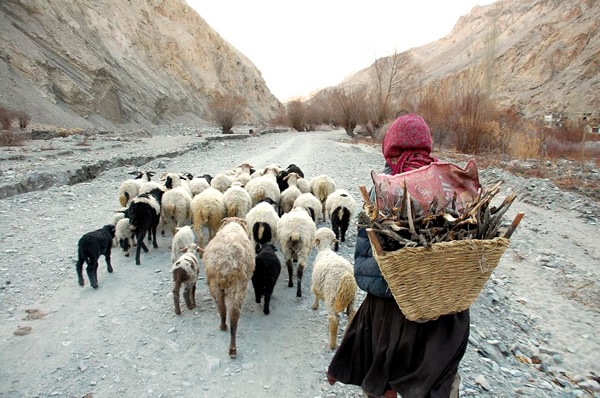 Host in Skiu village carrying firewood with sheep in Ladakh.