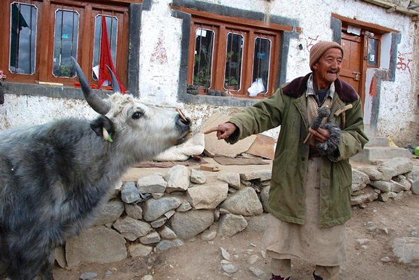 Host with yak in Ladakh.