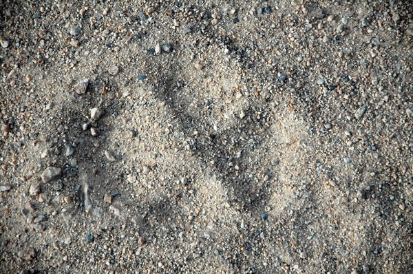 Wolf track in Ladakh.